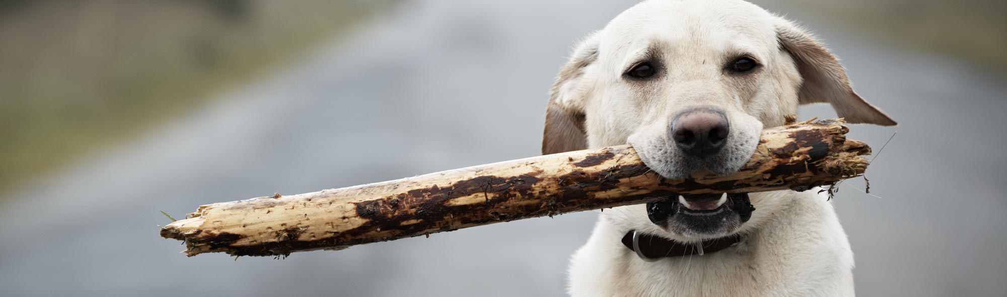 Labrador retriever with stick